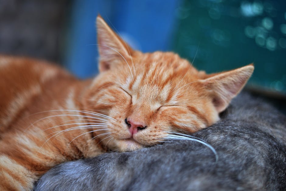 How to Remove Pet Hair from Upholstery