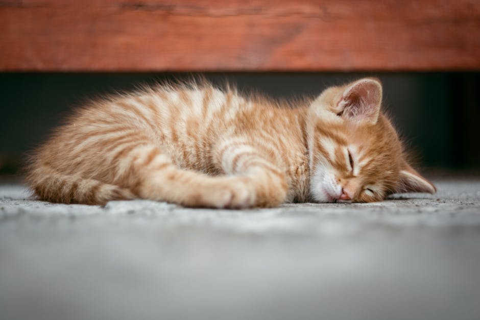 How to Remove Pet Hair from Upholstery