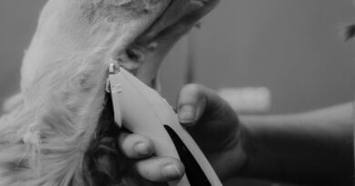 How to Remove Pet Hair from Upholstery