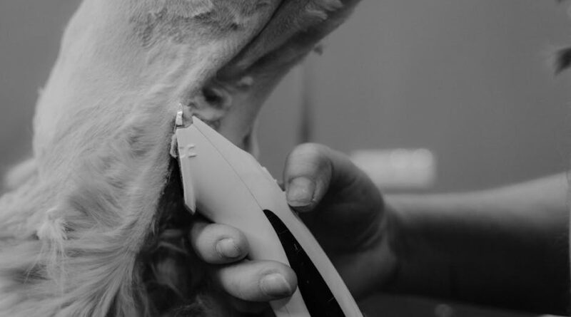How to Remove Pet Hair from Upholstery