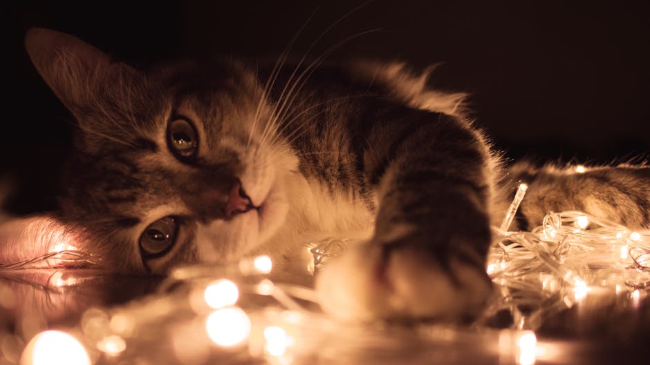 How to Remove Pet Hair from Upholstery